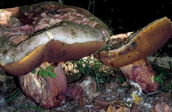 Purpursoppen kan anta imponerande dimensioner och ibland bli lika stor som djävulssopp (Rubroboletus satanas.