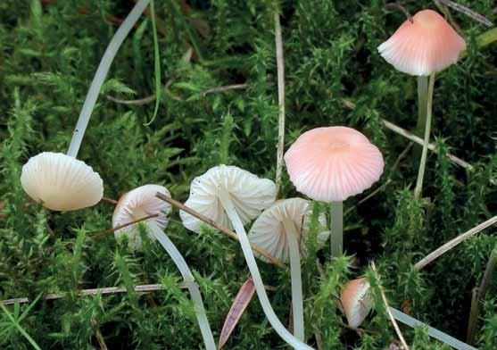 Fig. 1. Mycena floridula. Sverige, Gotland, Fårö, 2011-09.26. Foto Arne Aronsen.