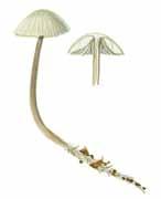 Krikorev 26 Studier i släktet Mycena - 2 Mycena floridula en färgvariant av Mycena flavoalba (gulvit hätta) Arne Aronsen & Ellen Larsson 32