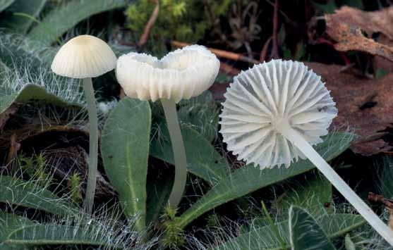 Det verkar inte vara några mikroskopiska karaktärer som skiljer Mycena floridula 
