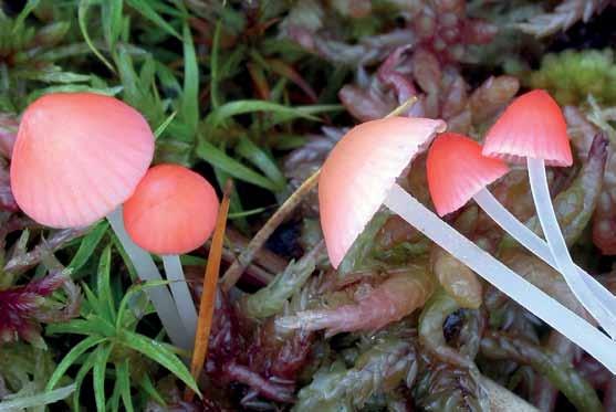 Fig. 4. Mycena adonis (rönnbärshätta). Canada, Newfoundland, Salmonier Nature Park, 2006-09-16. Foto Arne Aronsen. Tabell 1. Morfologiska karaktärer hos Mycena adonis, M. flavoalba och M. floridula.