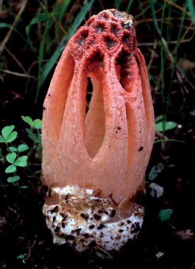 Fig. 3. Colus hirudinosus. Spanien, Huelva, La Palma de Condado, 2003-01-01, leg. M. Jeppson (6186). Foto Jörgen Jeppson. na likaså i receptaklets topp, men utan mössa.