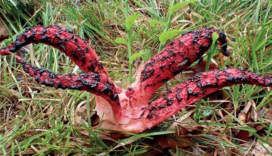 Fig. 6. Clathrus archeri (bläckfisksvamp).