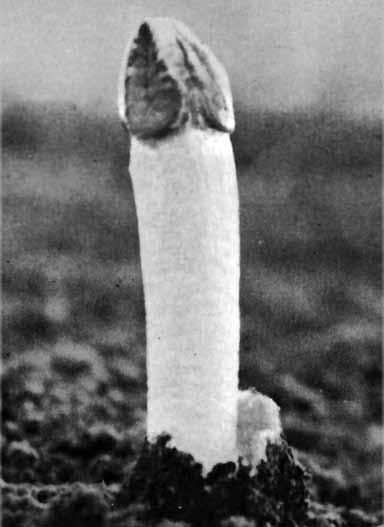 Lysurus cruciatus fig. 7 9 syn. Anthurus australiensis Denna art påminner lite om den vanliga stinksvampen (Phallus impudicus) men har sin övre del uppsplittrad i korta koniska grenar ( fingrar ).
