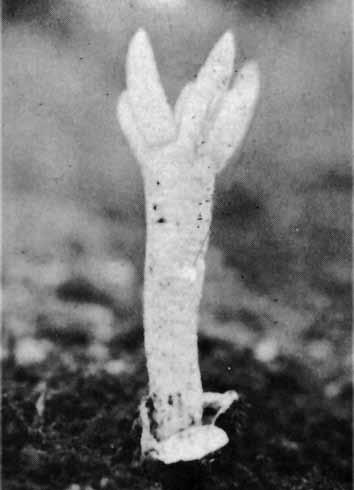 Den bestämdes då till Anthurus australiensis, ett namn som sedermera synonymiserats med det äldre Lysurus cruciatus. Arten förekommer inte naturligt i Europa utan har introducerats från tropikerna.