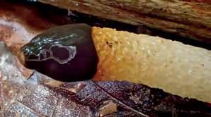 Fig. 12. (nedan) Mutinus caninus (liten stinksvamp). Mogen fruktkropp. Observera den svag insnörningen på receptaklet, i glebans underkant. Skåne, Kågeröd, Böketofta, 2015-08-08.
