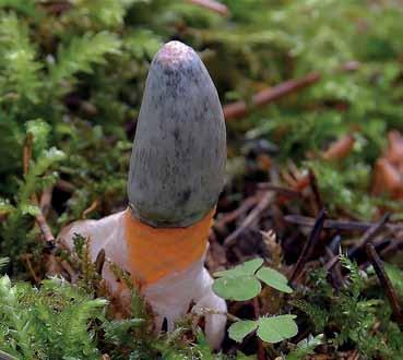 Gleban är hos mycket unga fruktkroppar omsluten av ett tunt hölje. Skåne, Andrarum, Christinehof, 2015-07-13. Foto Jan Svensson. Fig. 13. Mutinus caninus (liten stinksvamp).