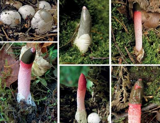 Fig. 15. Mutinus ravenelii (rödfotad stinksvamp). Fruktkroppar i olika utvecklingsstadier.