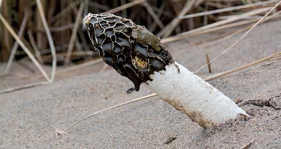 Fig. 18. Phallus hadriani (dynstinksvamp). Mogen fruktkropp. Halland, Halmstad, Västra stranden, 2016-10-18. Foto Jan Svensson. genom att receptaklets yta inte har öppna porer utan bara är knottrig.