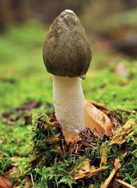 tidigare beskrivits från Nordamerika av Bosc (1811). P. duplicatus skiljer sig från P. impudicus var. pseudoduplicatus genom att ha en kontstant, hängande slöja och svagt rosafärgad volva.