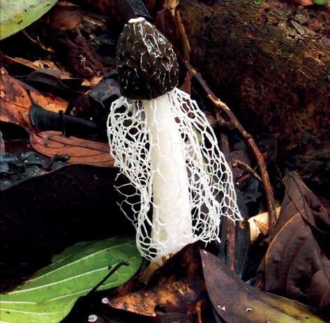 Fig. 31. Phallus indusiatus. Observera det välutvecklade, regelbundet grovmaskiga indusiet. Sydamerika. Foto Václav Kautman.