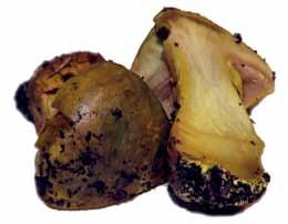 Svensk Mykologisk Tidskrift 37 (3): 47 48 2016 Pistagespindling, Cortinarius ionochlorus, funnen i Sverige Ingrid Angelöf, Johan Nitare & Arne Pettersson ABSTRACT Cortinarius ionochlorus Maire is