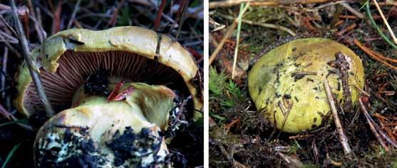 Fig. 2. Pistagespindling (Cortinarius ionochlorus), Gotland, Linde socken, Lindeberget, 2016-11-17. Foto Ingrid Angelöf.