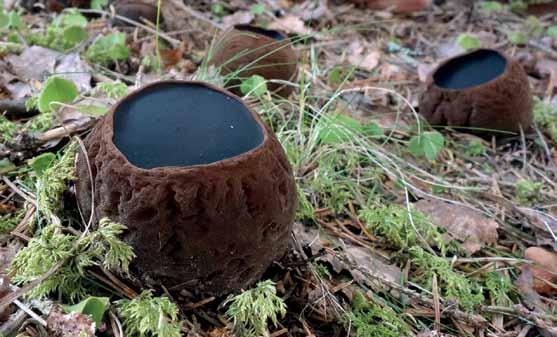 Naturvård Fig. 1. Bombmurkla (Sarcosoma globosum) en av våra fridlysta svampar. Foto Helena Björnström. skog och det statliga naturvårdsintresset företrätt av länsstyrelsen i Värmland.