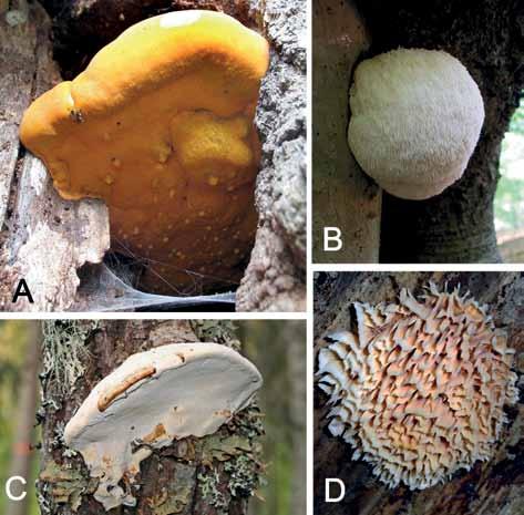 Naturvård Fig. 2. Förutom bombmurklan är följande svampar fridlysta i Sverige: A. saffransticka (Aurantioporus croceus). B. igelkottstaggsvamp (Hericium erinaceus). C.