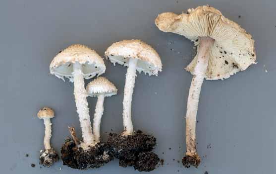 Mykologivecka Fig. 4. Cystolepiota adulterina (flockig puderskivling) Östergötland, Kärna sn, Kärna mosse, 2016-09-15. Foto Michael Krikorev.