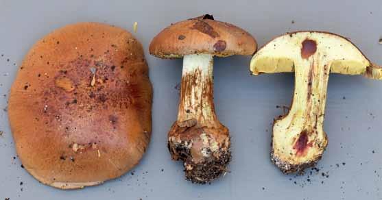 Mykologivecka Fig. 5. Cortinarius odorifer (anisspindling). Foto Michael Krikorev. den imponerande håriga jordstjärnan (Geastrum melanocephalum).