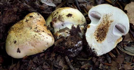 Mykologivecka Fig. 10. Cortinarius caesiocortinatus (pilfotsspindling). Östergötland, V. Tollstad, Omberg, Alvastra, 2016-09-12. Foto Michael Krikorev. som smakade utmärkt.