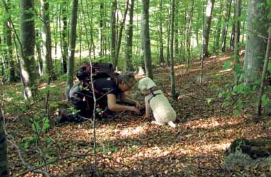 Mykologivecka Fig. 12. Tryffelhunden Lello och matte Anne Molia i bokskogen vid Alvastra. Foto Mikael Jeppson.