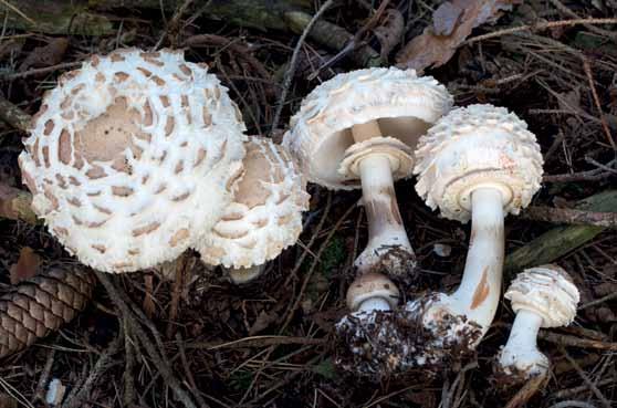 Mykologivecka Fig. 13.