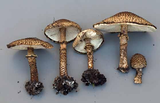 Mykologivecka Fig. 16. Echinoderma hystrix (mörk spärrfjällskivling).
