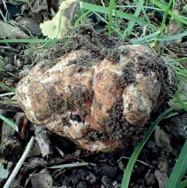 beige/vita melerade utseendet. Hyltinge, Sörmland, 2015-07-18. Foto Patrick Björck. Fig. 8.