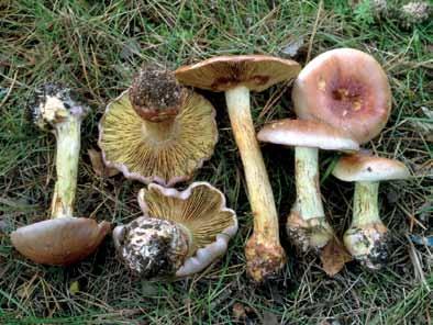 Anisspindelskivling (Cortinarius odorifer).