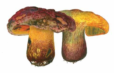 ..12 Angelöf, Ingrid, Nitare, Johan, Pettersson, Arne: Pistagespindling, Cortinarius ionochlorus funnen i Sverige Cortinarius ionochlorus is reported as new to Sweden.
