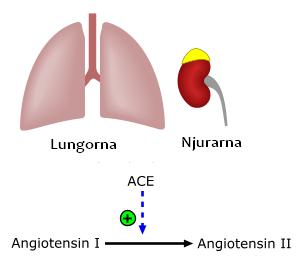 Renin Angiotensin