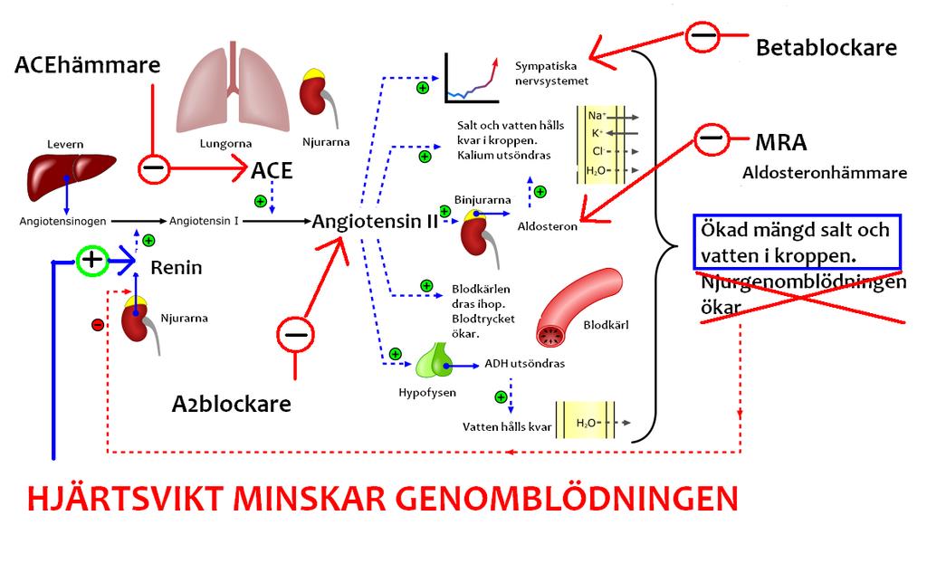 Renin Angiotensin