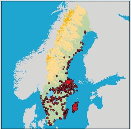 över stora områden och arten betraktas som sällsynt i vissa delar av utbredningsområdet (del Hoyo m.fl. 1996).