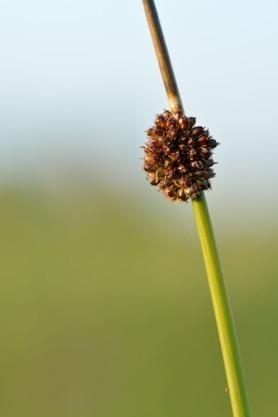 (Junaceae) Blommor i i