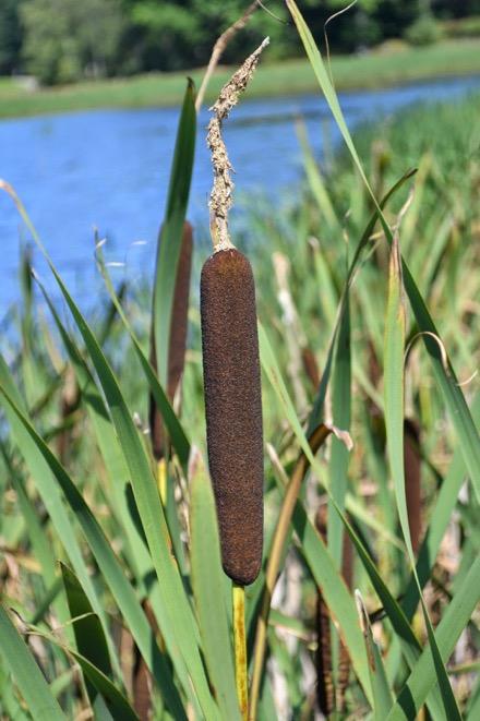 ENHJÄRTBLADIGA VÄXTER Kaveldunsväxter (Typhaceae) Sump- eller vattenväxter Brun kolv