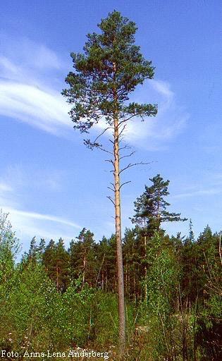 TALL