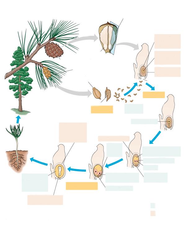 BARRVÄXTER Honkotte Hankotte Fröämne Sporofyll Genomskärning av fröämne Nucellus (megasporangium) (2n) Megasporens modercell (2n) Integument (2n) Mikropyle Mogen sporofyt (2n) Meios Pollenkorn (n)