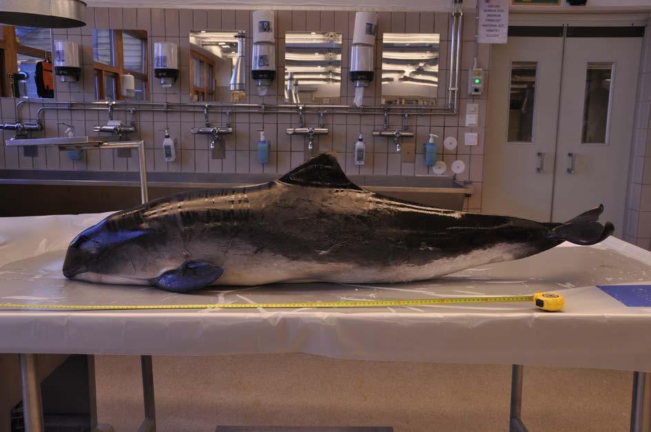 Statens vilt SVA samverkar med Naturhistoriska Riksmuseet (NRM) i Stockholm när det gäller arter som hör till Statens vilt, dvs.