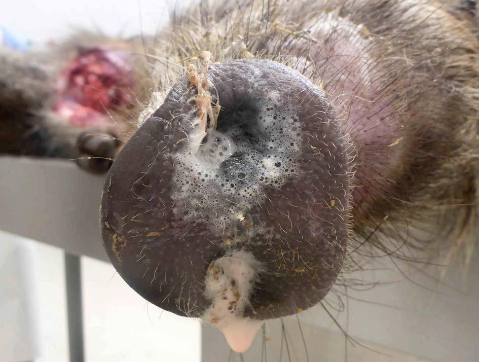död hos gamar och som riskerade att utrota de indiska gambestånden, förbjöds 2006 för veterinärt bruk, har de indiska gampopulationerna inte återhämtat sig.