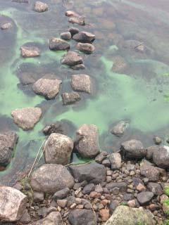Toxiska algblomningar i somras 2 vattenverk drabbades Incident 1: Börjar med blomning i Luleå hamn 13 Juli > vi skickar provtagningskit Sedan algblomning i en