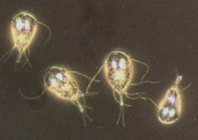 Giardia är vanlig hos människor i utvecklingsländer och är också den vanligaste tarmparasiten hos människor i industrialiserade länder.