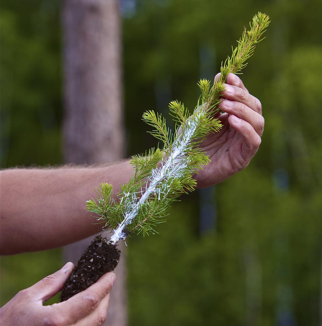 Cambiguard Ett effektivt och giftfritt skydd mot snytbaggen Snytbaggen är en av skogsbrukets mest kostsamma skadegörare eftersom den äter av barken på nyplanterade barrplantor.