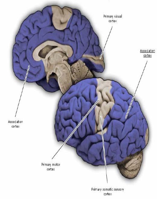 Associationscortex Nära 80% av cortex totala volym utgörs av Associationscortex. Funktion: Integrera information kognition Intelligens?