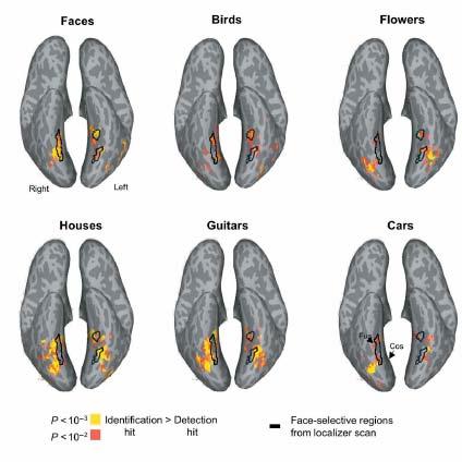 Fusiform face area (FFA) Imagingstudies have shown that a region in inferior temporal cortex (FFA) mediates face recognition, and that near by temporal regions are responsible for