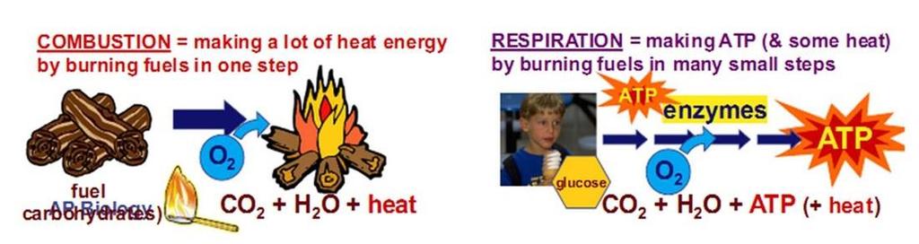 Förbränning vs cellandning (respiration)