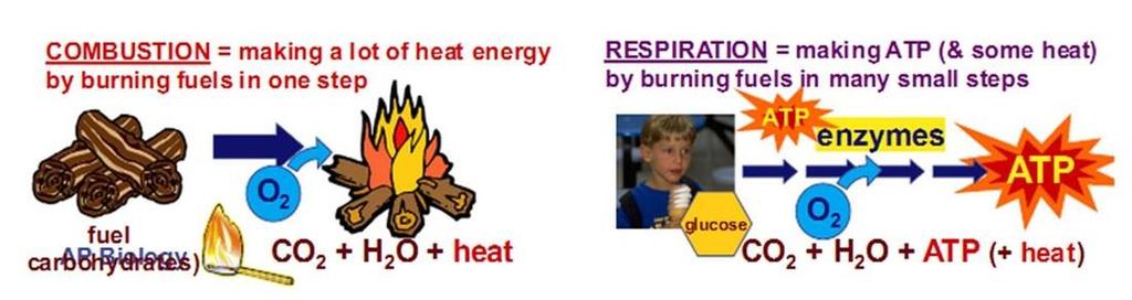 Förbränning vs cellandning (respiration)
