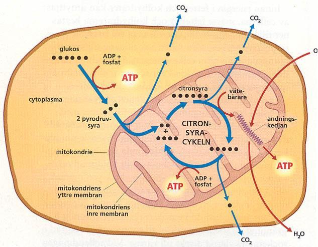 Nedbrytning av glukos i cellen(mitokondrien) Cellandningen
