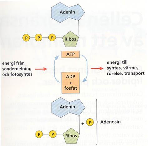 ATP (energibärare) Fosfatgrupper negativt laddade, bindningen bryts lätt.