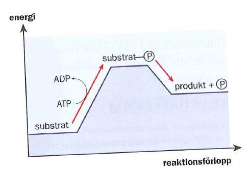 Endoterma reaktioner drivs med ATP (genom fosforylering) En reaktion som inte sker spontant (endoterm reaktion) kan ske i cellen mha enzymer och energi från ATP Fosfatgruppen (P) från ATP överförs