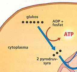 1. Glykolysen -Sker i cytoplasman -Behöver inget syre - En molekyl glukos (6