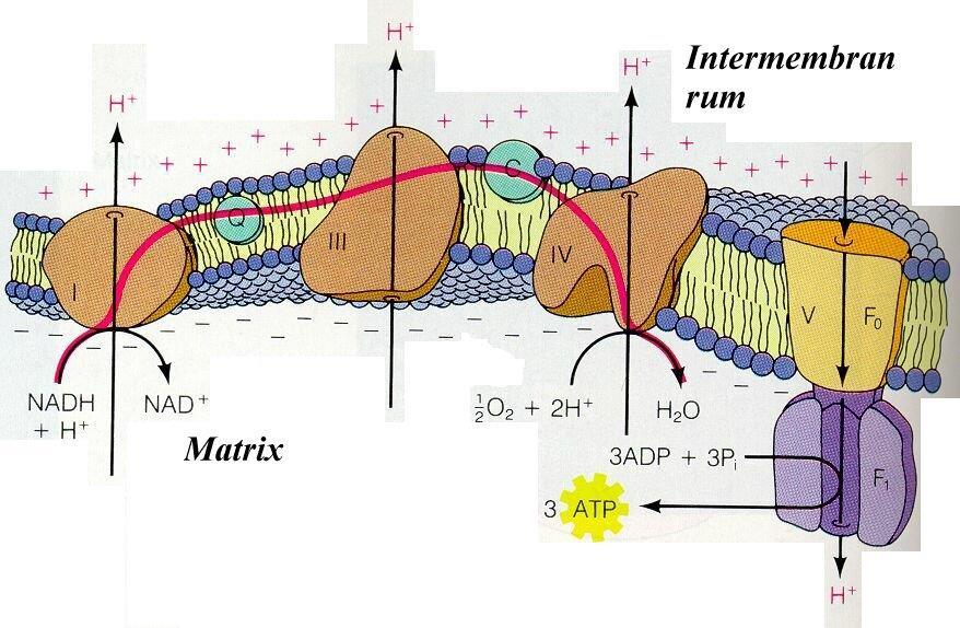 Elektrontransport ATP-syntes i mitokondrien Det energigivande steget!