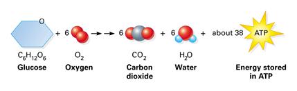 Cellandning- glukos förbränns i cellerna Energi frigörs - när elektroner avges Kolatomer avger elektroner och plockas upp av syreatomer.